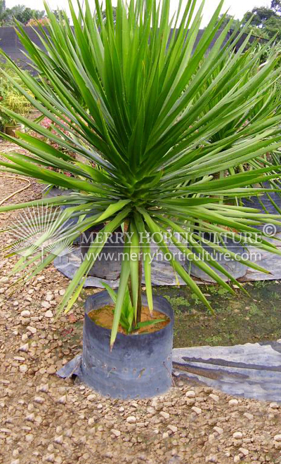 Dracaena draco 1